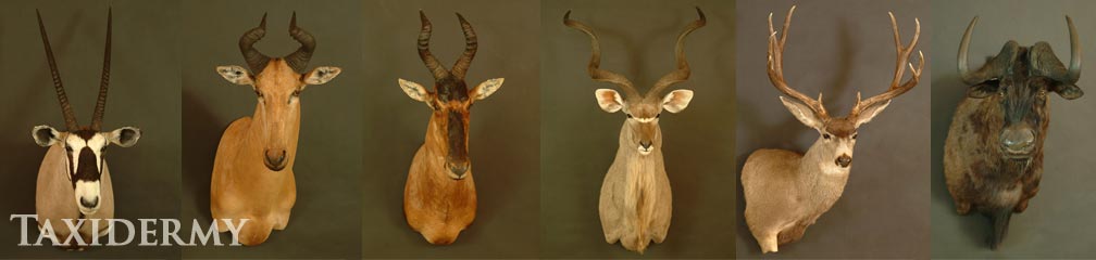 big game african and european taxidermy shoulder mount services