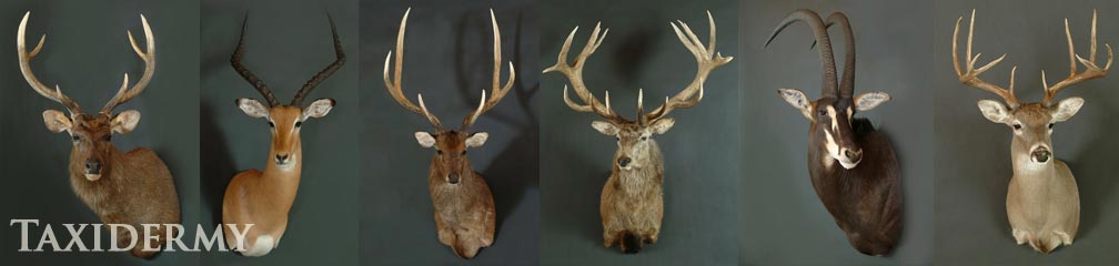 taxidermy shoulder mounts of african and north american animals