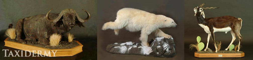 exotic animal taxidermy of life size animals