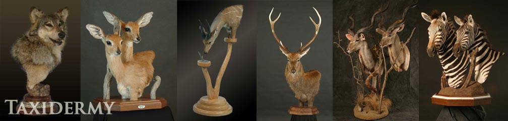 large animal taxidermy services - pedestal mounts