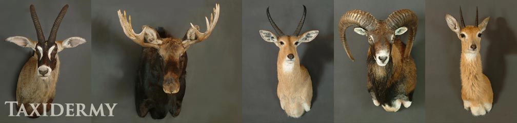 beautiful animal taxidermy trophies and shoulder mounts