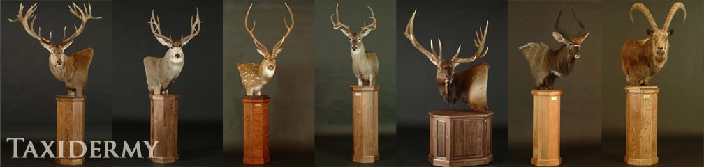 moose, duiker, ibex and red sheep animal taxidermy