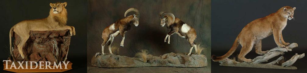 pedestal and life size mounts taxidermy can include faux boulders