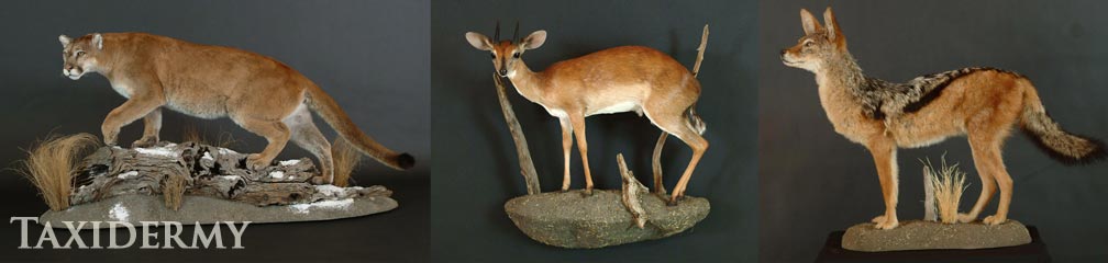 big game life size pedestal taxidermy trophies