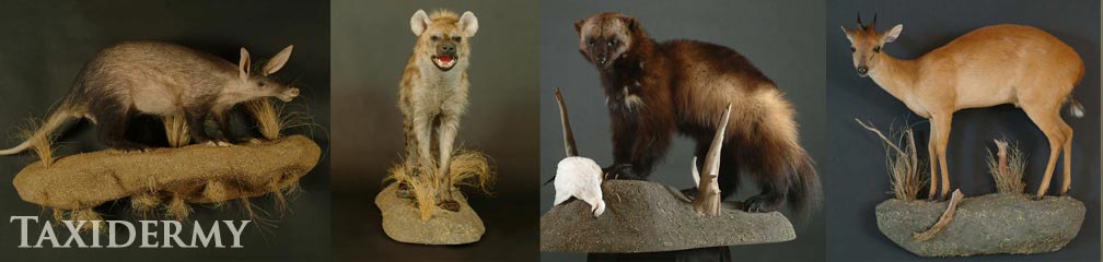 exotic animal taxidermy of ant eaters, hyenas, duikers, and wolverine