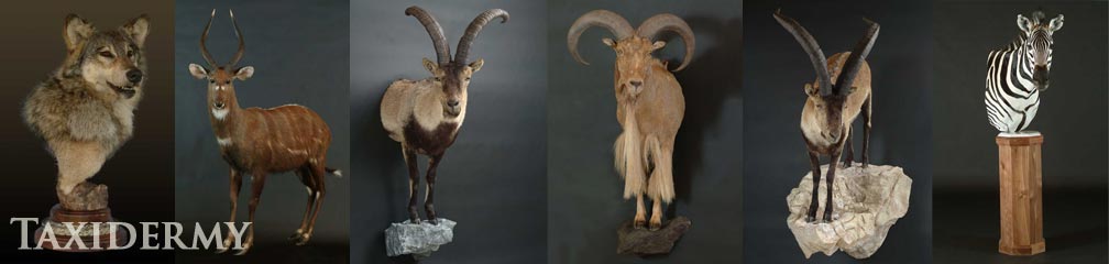 half size animal taxidermy showing front legs as wall mounts and pedestal mounts