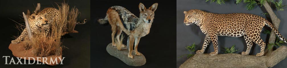 texas taxidermy services of african animals leopards and coyotes