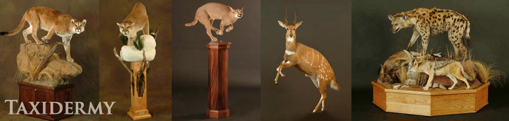 taxidermy services include mounts with grasses, boulders, and drift wood