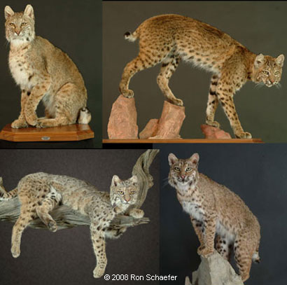 Big game taxidermy services showing a variety of Bobcat poses
