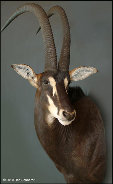 Shoulder mount big game taxidermy of African Sable 