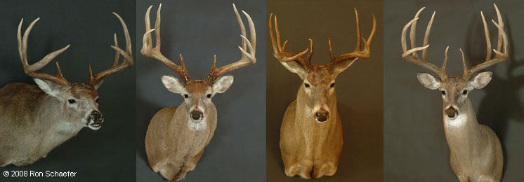 Taxidermy services of different big game deer mounts from the USA, Mexico and Canada