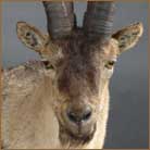 Rhonda Ibex Half Size Mount