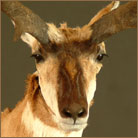 Pronghorn Antelope Pedestal Mount