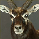 Blackbuck Antelope Pedestal Mount
