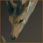 Bushbuck Antelope Pedestal Mount