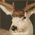 Mule Deer Pedestal Mount