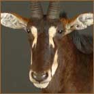 Sable Antelope #1 Pedestal Mount