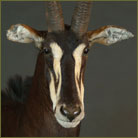 Sable Antelope #2 Pedestal Mount
