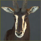 Sable Antelope #3 Pedestal Mount
