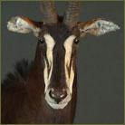 Sable Antelope #4 Pedestal Mount