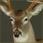 Whitetail Deer #1 Pedestal Mount