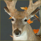 Whitetail Deer #2 (Kansas) Pedestal Mount