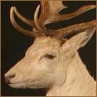 White Fallow Deer Pedestal Mount