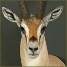 Grants Gazelle Shoulder Mount