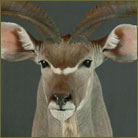 Kudu #2 Shoulder Mount