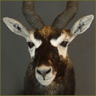 Blackbuck Antelope #3 Shoulder Mount