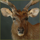 Sambar Deer Shoulder Mount