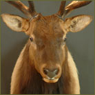Elk #2 Shoulder Mount