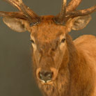 Elk #3 Shoulder Mount