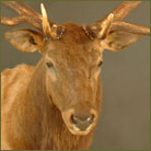 Elk #4 Shoulder Mount
