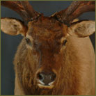 Elk #8 (New Mexico) Shoulder Mount