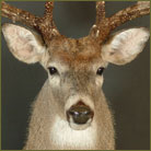 Whitetail Deer #11 (South Texas) Shoulder Mount