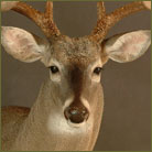 Whitetail Deer #12 Shoulder Mount