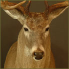 Whitetail Deer #14 Shoulder Mount