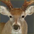 Whitetail Deer #16 (Red River Texas) Shoulder Mount
