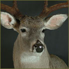 Whitetail Deer #6 (South Texas) Shoulder Mount