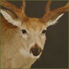 Whitetail Deer #9 Shoulder Mount