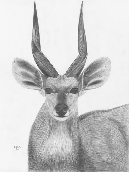 Wildlife Drawings For Sale Photo Gallery by Ron Schaefer